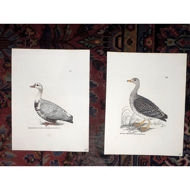 Antique 18th C. Water Bird Hand Colored Engravings c.1792 - Set of 8 For Sale In Cincinnati - Image 6 of 9