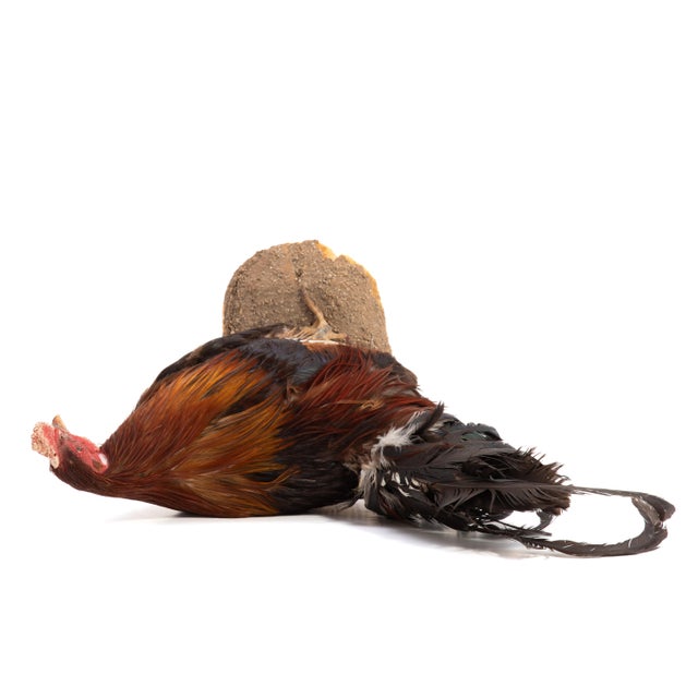 Life-Size Gamecock Taxidermy Mount Brilliant Red Orange Plumage Sand Mount Rooster For Sale - Image 16 of 17