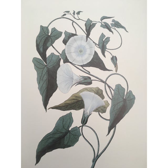 1990s Morning Glory Blossoms, Royal Kew Botanical Gardens Lithographs - Set of 2 For Sale - Image 12 of 13