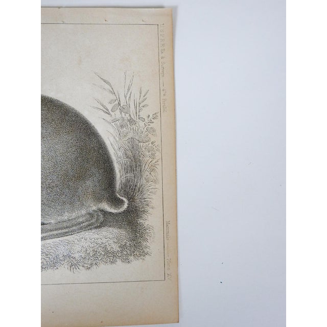 American Mid 19th Century Us Pacifc Railroad Rabbit Lithograph Book Plate For Sale - Image 3 of 4