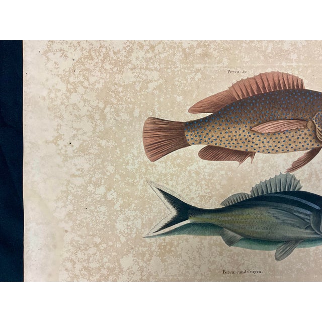 18th Century Mark Catesby Engraving, "Coney Fish and Cottonwick" For Sale - Image 5 of 10