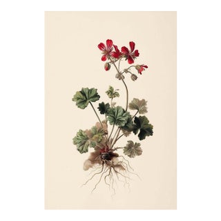 8" X 12" 'Geranium Robertianum' - Botanical Herbarium Watercolor & Pencil Flower Print For Sale
