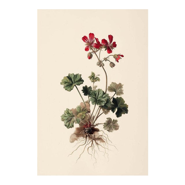 8" X 12" 'Geranium Robertianum' - Botanical Herbarium Watercolor & Pencil Flower Print For Sale