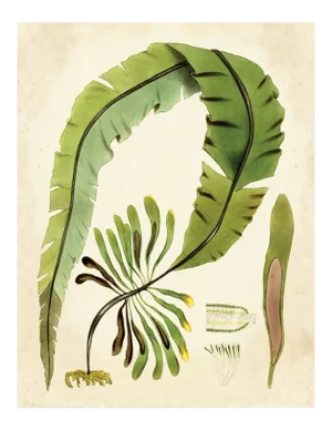 Harvey Seaweeds 11, Unframed Artwork