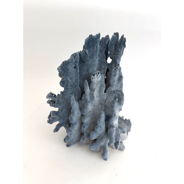 Natural Blue Coral Specimen Coastal Decor For Sale - Image 9 of 11