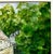 Giclee Print Watercolor Painting of “England Cottage Lych Gate” For Sale - Image 4 of 5