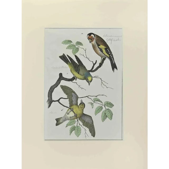 Johann Friedrich Naumann, Goldfinch, Etching, 1840 For Sale - Image 3 of 3