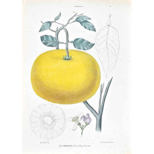 Vincenzo Tenore, The Auranziaceae, Lithograph, 1870s For Sale