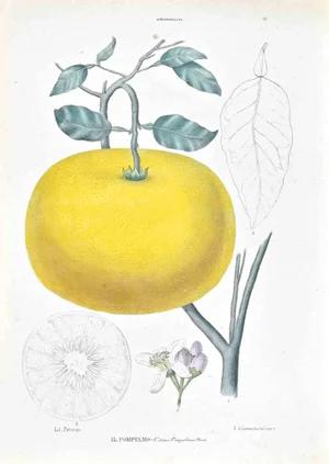 Vincenzo Tenore, The Auranziaceae, Lithograph, 1870s