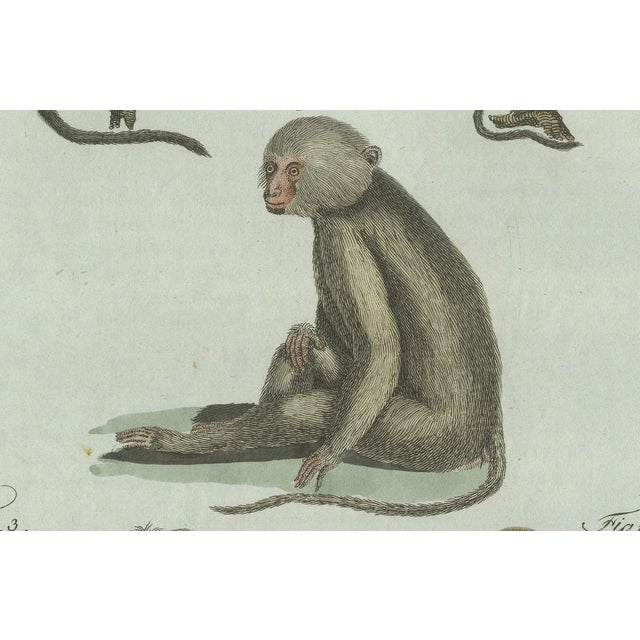 Early 19th Century Bertuch, Five Monkeys and Tamarins, 1802, Engraving For Sale - Image 5 of 9