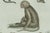 Early 19th Century Bertuch, Five Monkeys and Tamarins, 1802, Engraving For Sale - Image 5 of 9