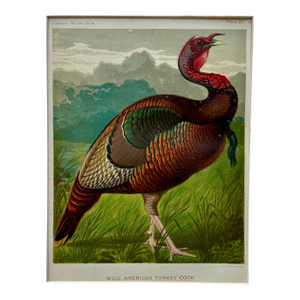 Wild American Turkey Cock Original Chromolithograph Print, 1890