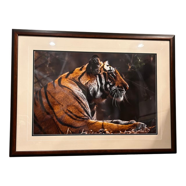 1990s Thomas Mangelsen Original Print For Sale
