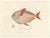 Louis Bévalet and H. Blanchard, Opah or Moonfish, 1845, Lithograph on Paper For Sale - Image 10 of 10