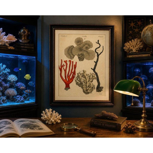 Paper Bertuch, Four Corals, 1790, Engraving For Sale - Image 7 of 9