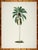 This palm series is inspired by nineteenth century botanical studies of Brazilian palms by Rodriguez, dating to the late...