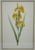 Traditional Set of 3 Floral Engraving Prints For Sale - Image 3 of 12