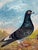 Circa 1930 British Folk Art Champion Racing Pigeons Oil Painting Old Badge Hen & Holley Brothers Trophy Portrait with...