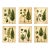 Set of 6 - 8' X 10' 'Fiddlehead Fern Studies' Dark Green Botanical Floral Prints, Unframed For Sale