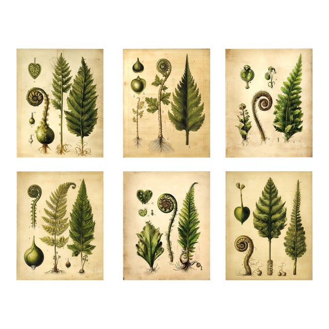 Set of 6 - 'Fiddlehead Fern Studies' Dark Green Botanical Floral Prints, Unframed For Sale