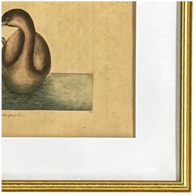 18th Century Mark Catesby Engraving, "The Pied-Billed Grebe", Framed For Sale - Image 5 of 9