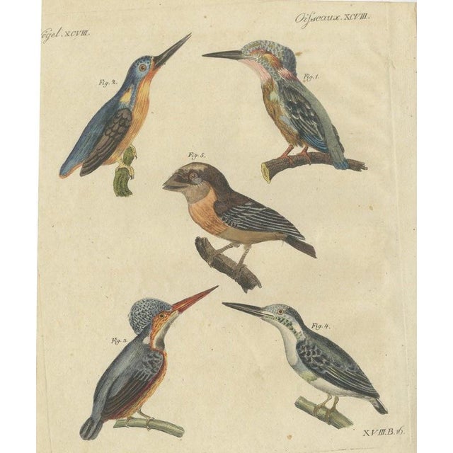 Bertuch, Four Kingfishers on Branches, 1818, Print For Sale - Image 12 of 12