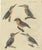 Bertuch, Four Kingfishers on Branches, 1818, Print For Sale - Image 12 of 12