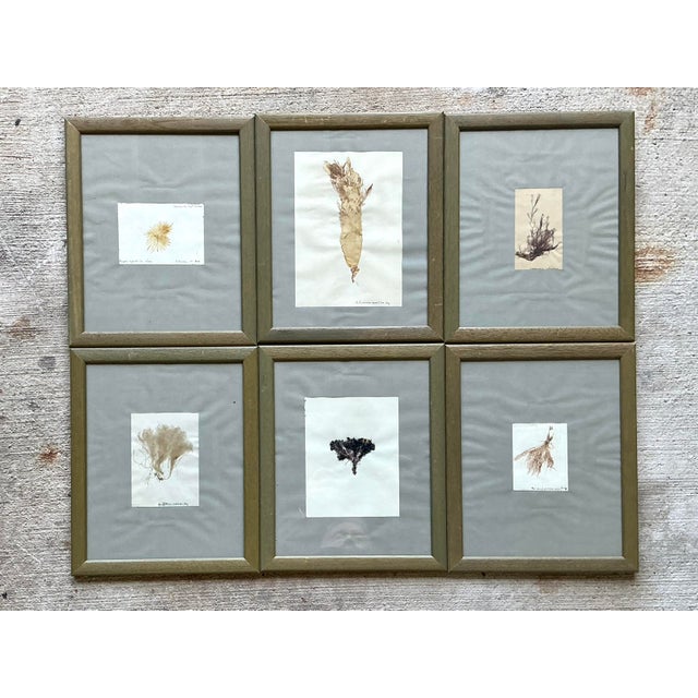 Vintage Pressed Specimen Plant Clippings - Set of 6 For Sale - Image 4 of 12