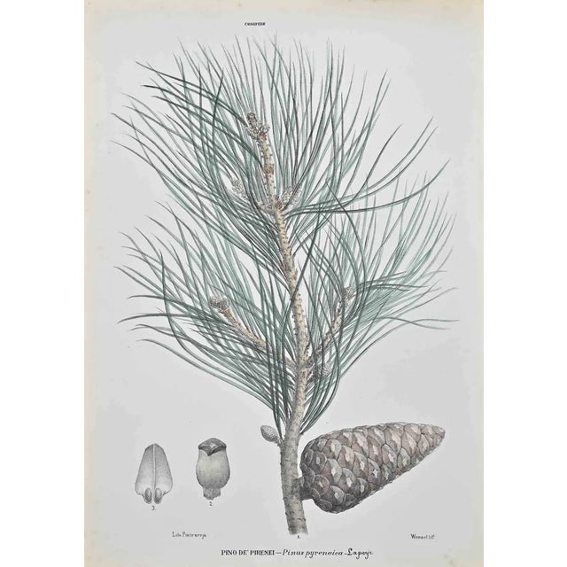 Vincenzo Tenore, Pyrenean Pine, Lithograph, 1870s For Sale
