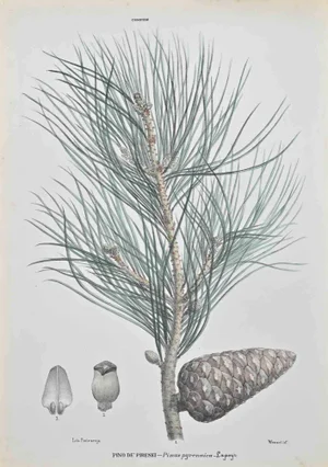 Vincenzo Tenore, Pyrenean Pine, Lithograph, 1870s