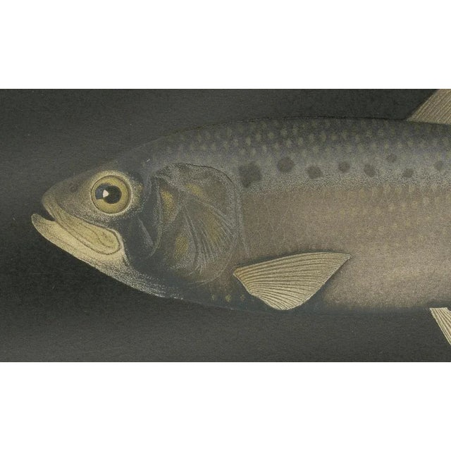 C. Erdmann, Scandinavian Herring and Shad, 1895, Lithograph on Paper For Sale - Image 4 of 10