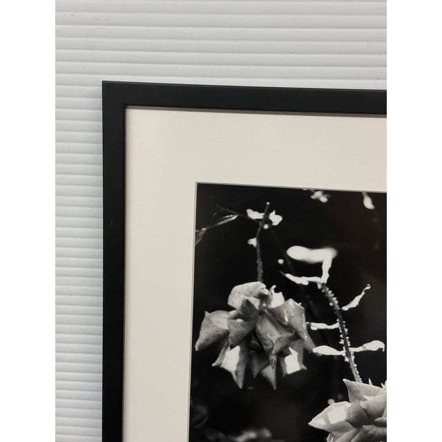 Jess Johnston Dozen Roses XI Black & White Photograph Edition 1/10, Framed. For Sale - Image 11 of 12