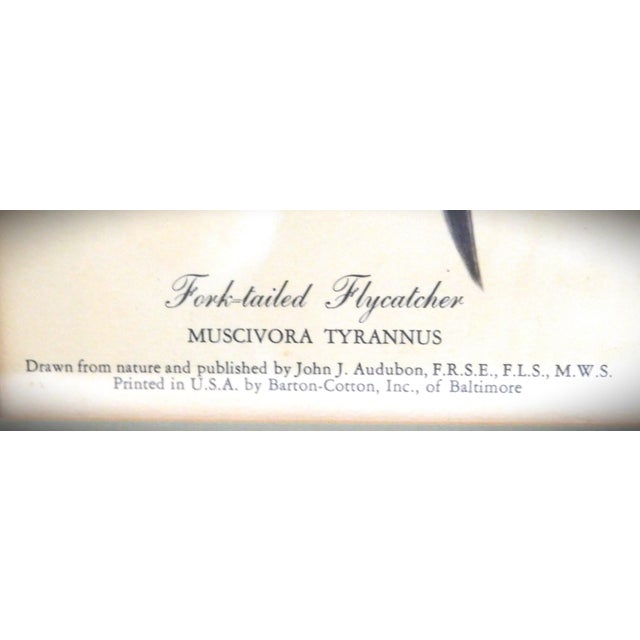 Illustration James J Audubon Fork-Tailed Flycatcher Gold Framed Print For Sale - Image 3 of 8