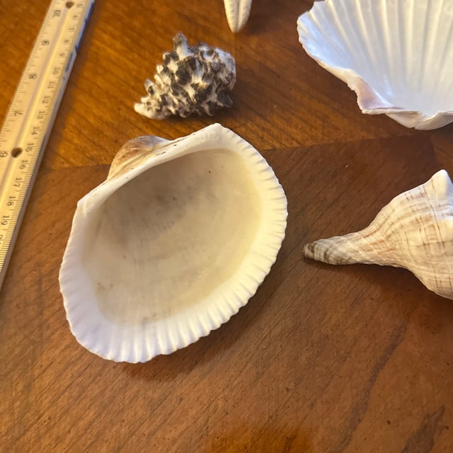 Shell Curated Coastal Marine Specimen & Sea Shell Collection For Sale - Image 7 of 12