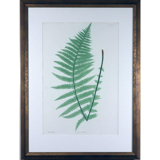Henry Bradbury Nature-Printed Fern Botanical Prints, Set of Four, Framed For Sale - Image 9 of 18