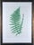 Henry Bradbury Nature-Printed Fern Botanical Prints, Set of Four, Framed For Sale - Image 9 of 18