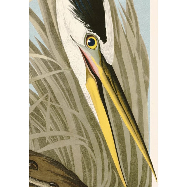 2020s Great Blue Heron Print in Black Veneer With Silver Edge Moulding, After Audubon For Sale - Image 5 of 8