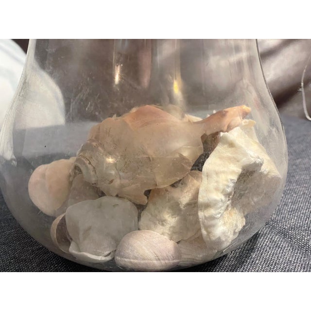 Coastal New England Curated Coastal Shell Display With Mushroom Lid For Sale - Image 3 of 12