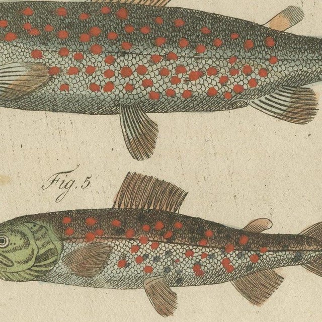 Bertuch, Five Trout with Salmon Trout and Alpine Char, 1805, Print For Sale - Image 6 of 12