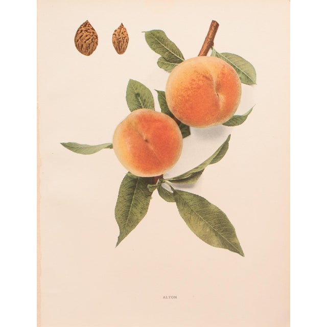 A magnificent original antique photogravure (print) of Alton Peaches by Ulysses Prentiss Hedrick (1870-1951). Superb...