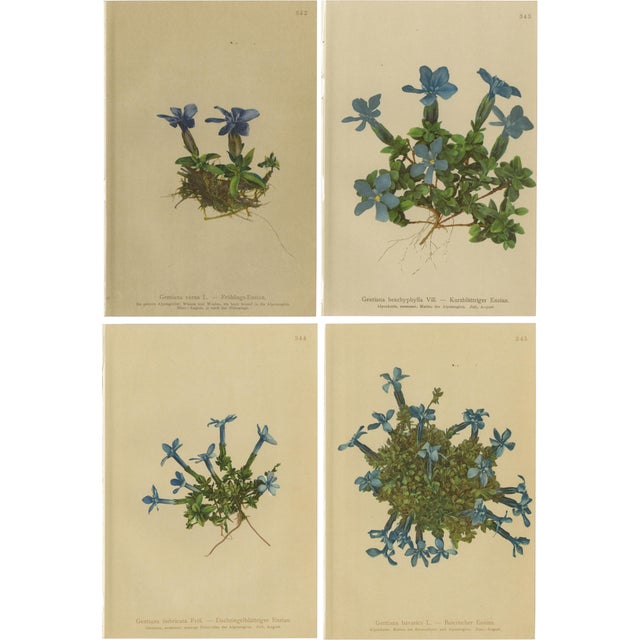 Alpine Gentian Botanical Illustrations, 1897, Set of 4 For Sale