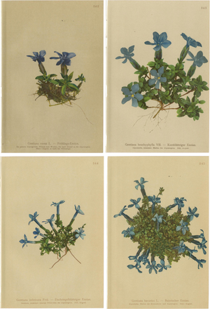 Alpine Gentian Botanical Illustrations, 1897, Set of 4
