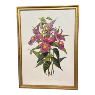 Antique Gilt Framed Botanical Print Titled Sobralia Macrantha Orchid Reproduction For Sale