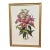 Antique Gilt Framed Botanical Print Titled Sobralia Macrantha Orchid Reproduction For Sale