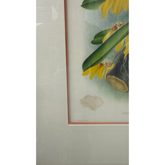 1890s Lindenia Orchid Chromolithograph, Gilt Frame For Sale - Image 16 of 16