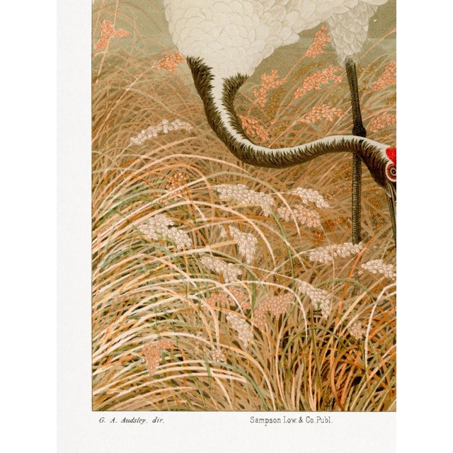 Sarus Crane in Rice Field by G. A. Audsley, Japanese Art Print Reproduction, 18" × 24" For Sale - Image 4 of 7