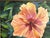 Original Signed and Framed Painting on Canvas 'Pretty Hibiscus' For Sale - Image 4 of 14