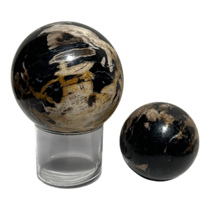 Two Polished Petrified Wood Organic Spheres.