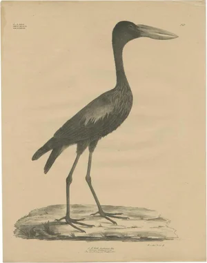 Goldfuss, African Openbill, 1824, Paper
