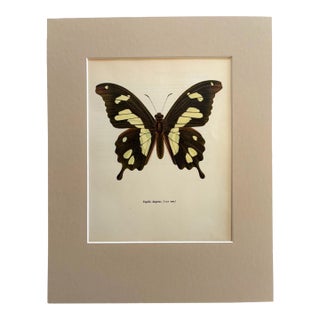 Vintage 1965 Butterfly Print in 11x14 Mat: Papilio Hesperus (Westwood), EUC For Sale